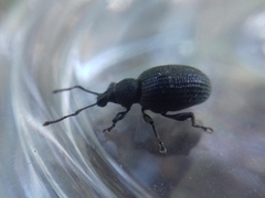 Otiorhynchus tristis