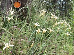 Iris fernaldii