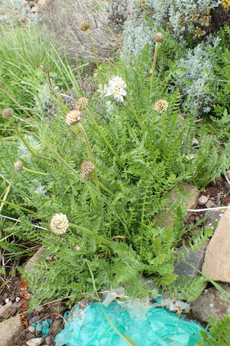 Image of Cephalaria galpiniana by no rights reserved
