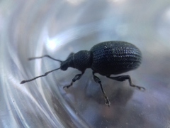 Otiorhynchus tristis