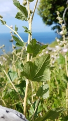 Malacothamnus fasciculatus catalinensis
