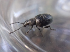 Otiorhynchus tristis