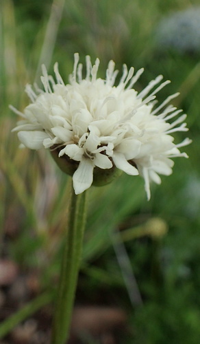 Image of Cephalaria galpiniana by no rights reserved