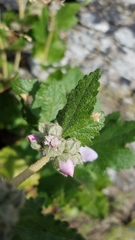 Malacothamnus fasciculatus catalinensis