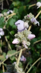 Malacothamnus fasciculatus catalinensis