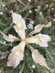 Iris fernaldii