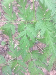 Anthriscus sylvestris