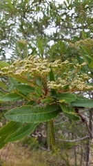 Lyonothamnus floribundus floribundus