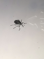 Ceutorhynchus obstrictus