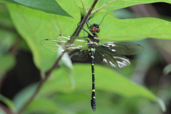 Macromia flavocolorata