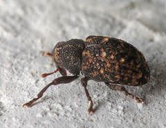 Apteromechus ferratus