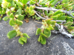 Muehlenbeckia volcanica