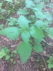 Urtica dioica