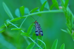 Panorpa meridionalis