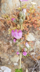 Malacothamnus fasciculatus catalinensis