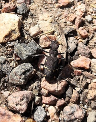 Cicindela sylvatica