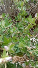 Malacothamnus fasciculatus catalinensis