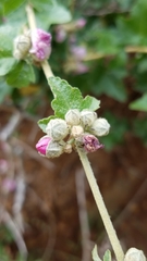 Malacothamnus fasciculatus catalinensis