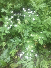 Anthriscus sylvestris