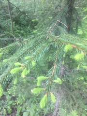 Picea abies