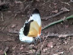 Mylothris chloris chloris