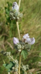 Malacothamnus fasciculatus catalinensis