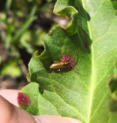 Rhagonycha testacea