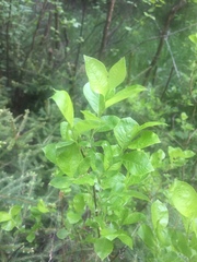 Salix caprea