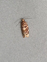 Argyrotaenia tabulana