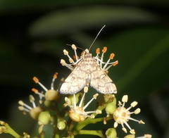 Dolicharthria bruguieralis