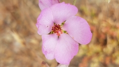 Malacothamnus fasciculatus catalinensis