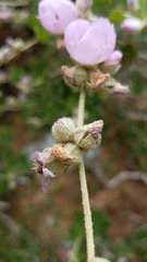 Malacothamnus fasciculatus catalinensis