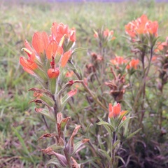 Castilleja glandulosa
