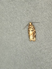 Argyrotaenia tabulana