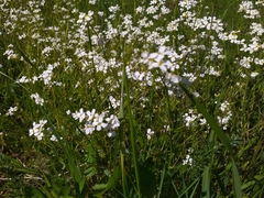 Arabidopsis halleri