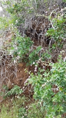 Malacothamnus fasciculatus catalinensis