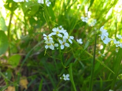 Arabidopsis halleri