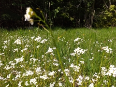 Arabidopsis halleri