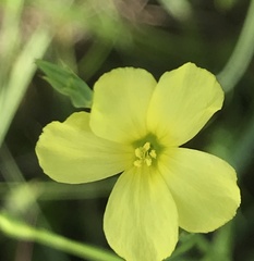 Linum sulcatum