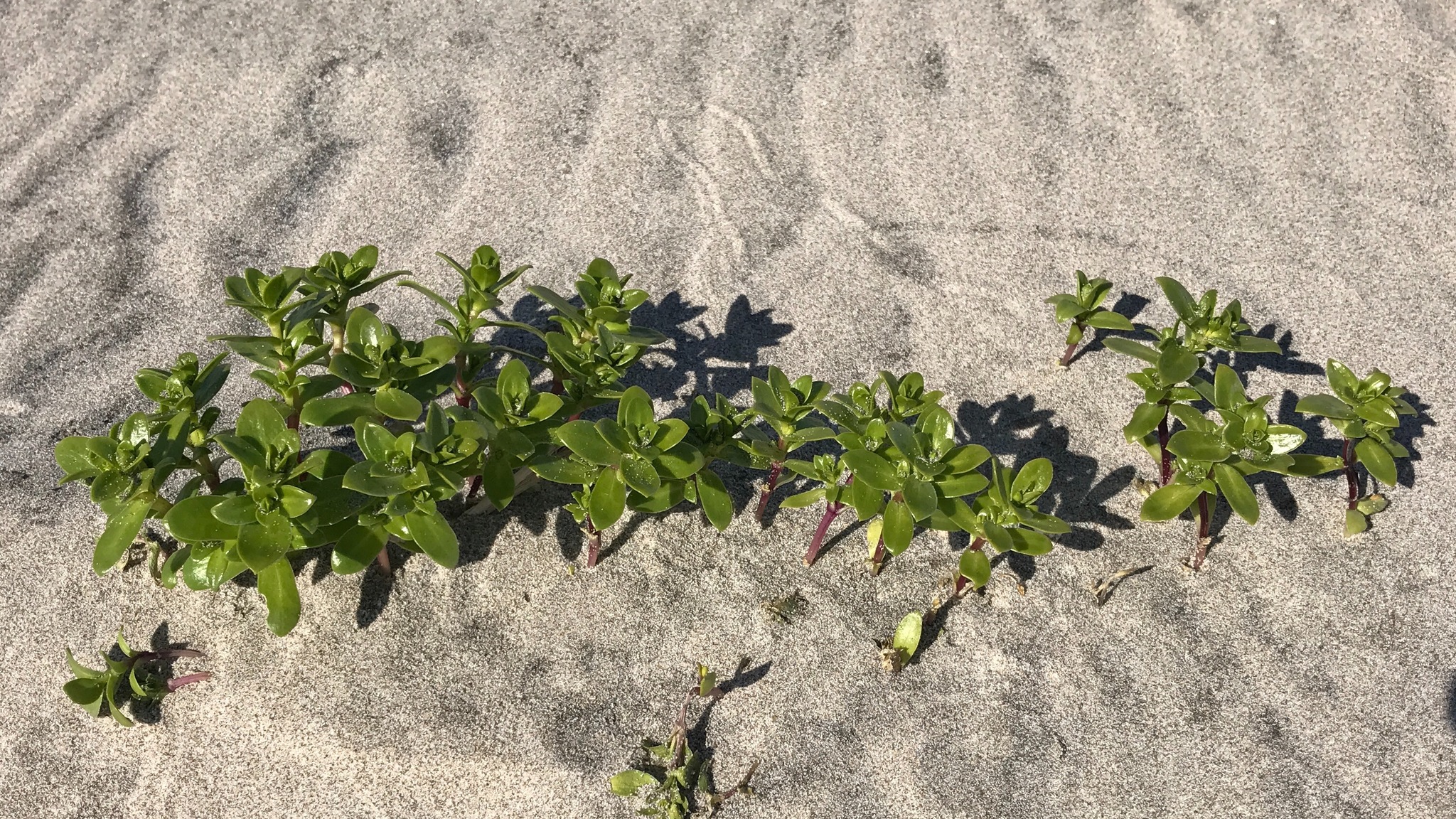 Honckenya peploides ssp. robusta
