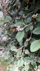 Bombus hypnorum