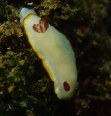 Goniobranchus sinensis