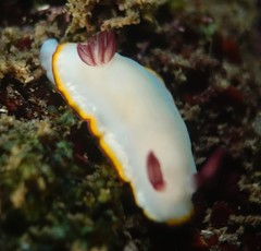 Goniobranchus sinensis