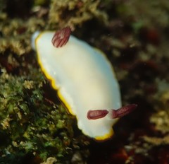 Goniobranchus sinensis