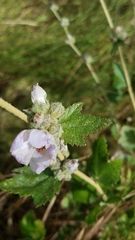 Malacothamnus fasciculatus catalinensis