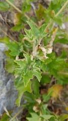 Malacothamnus fasciculatus catalinensis