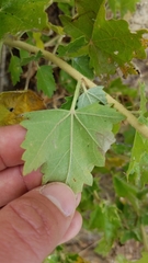 Malacothamnus fasciculatus catalinensis