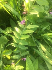 Vicia sepium