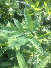 Aegopodium podagraria