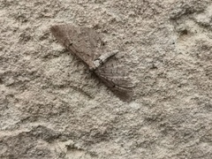 Eupithecia intricata